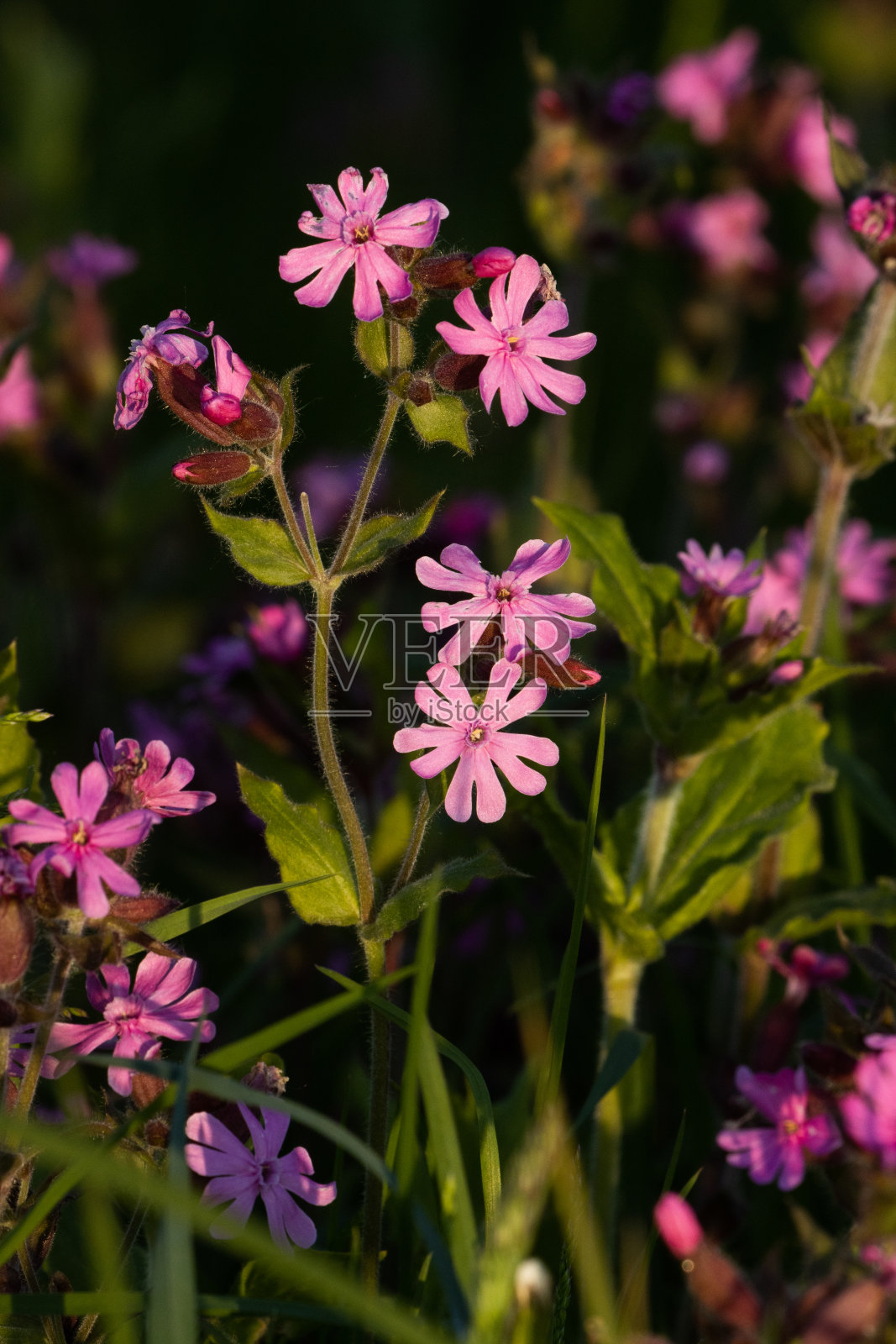 美丽的红色剪枝，在春天的傍晚盛开照片摄影图片