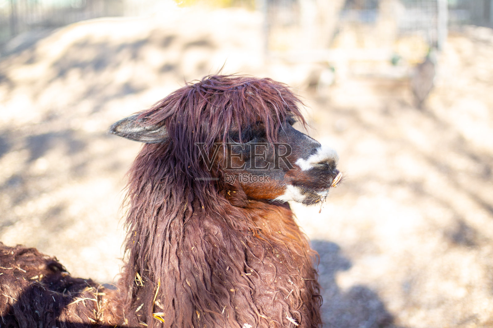 一种长着棕色毛发的偶蹄羊驼。毛毯和垫子用剪羊毛的牲畜和养殖业照片摄影图片