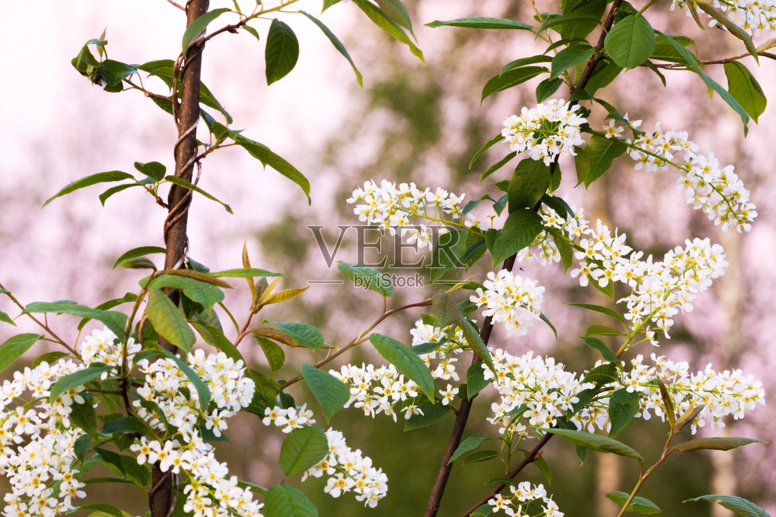 鸟樱桃树，梅花盛开在温暖的春天傍晚照片摄影图片