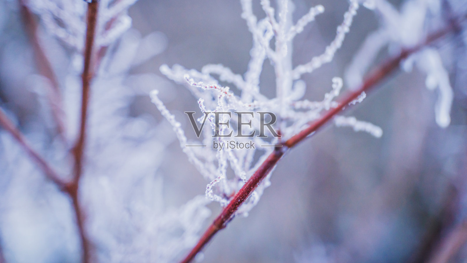 在霜冻的冬日，树枝上结满了霜照片摄影图片