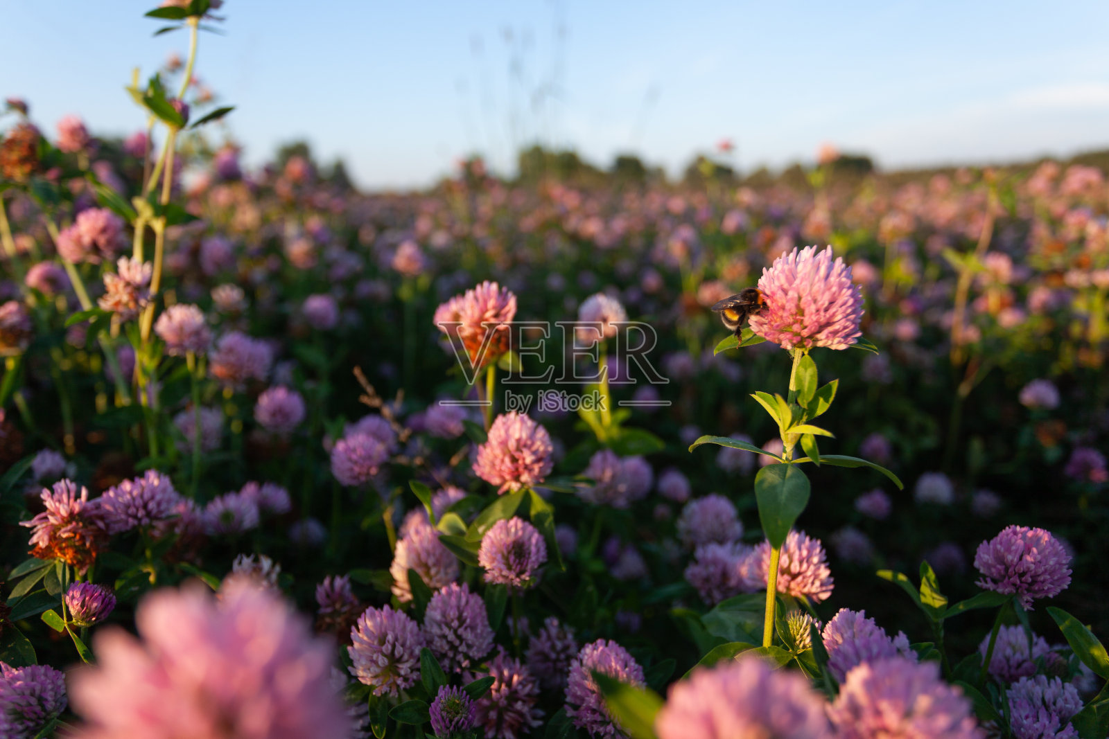 茂盛的红色三叶草，红三叶草在夏季傍晚盛开照片摄影图片