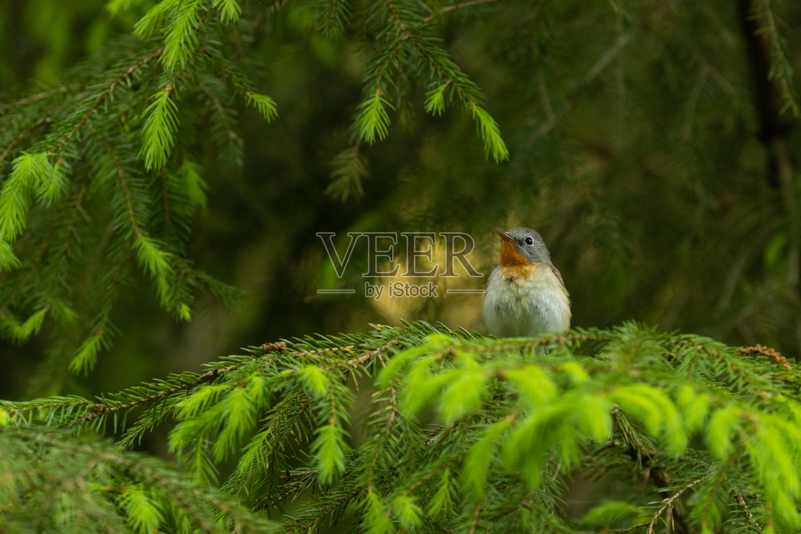 在夏季的森林里，好奇的红胸鹟照片摄影图片