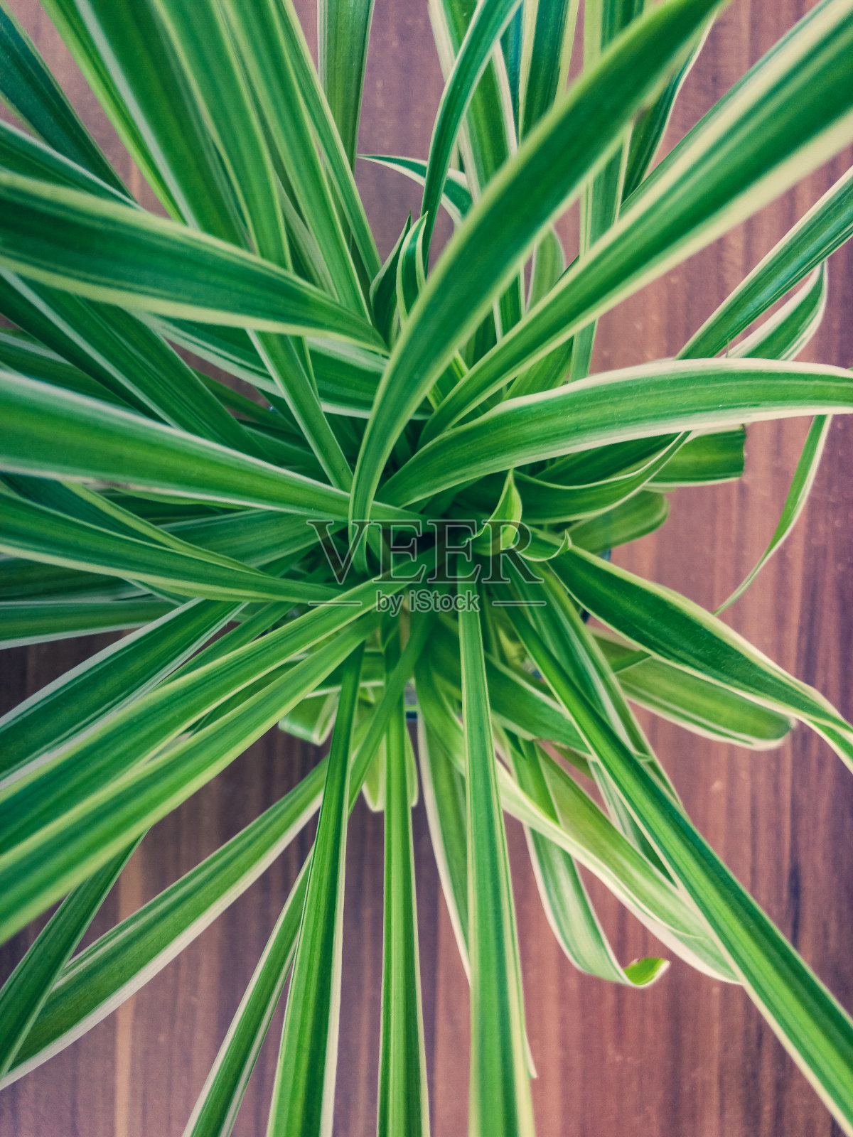从上面看一株室内植物。照片摄影图片