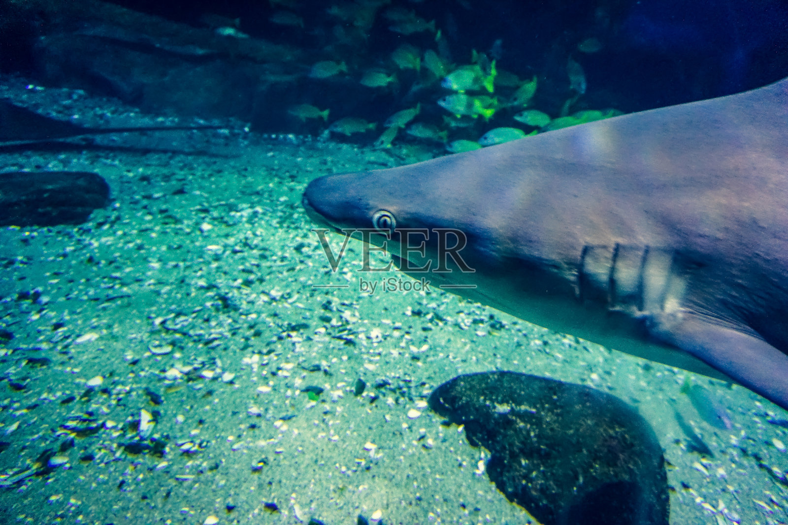 鲨鱼在水中的特写镜头。照片摄影图片