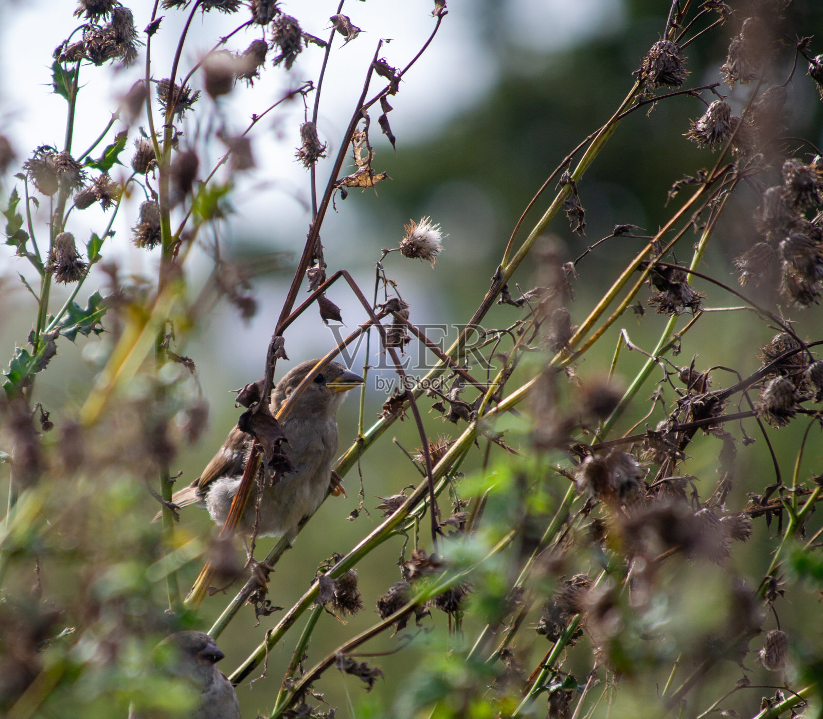 麻雀照片摄影图片