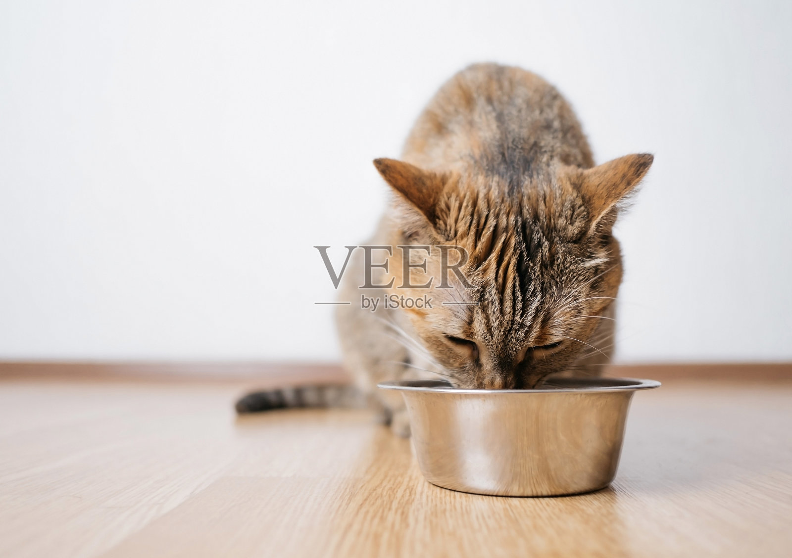 饥饿的猫从钢碗里吃干食物。照片摄影图片