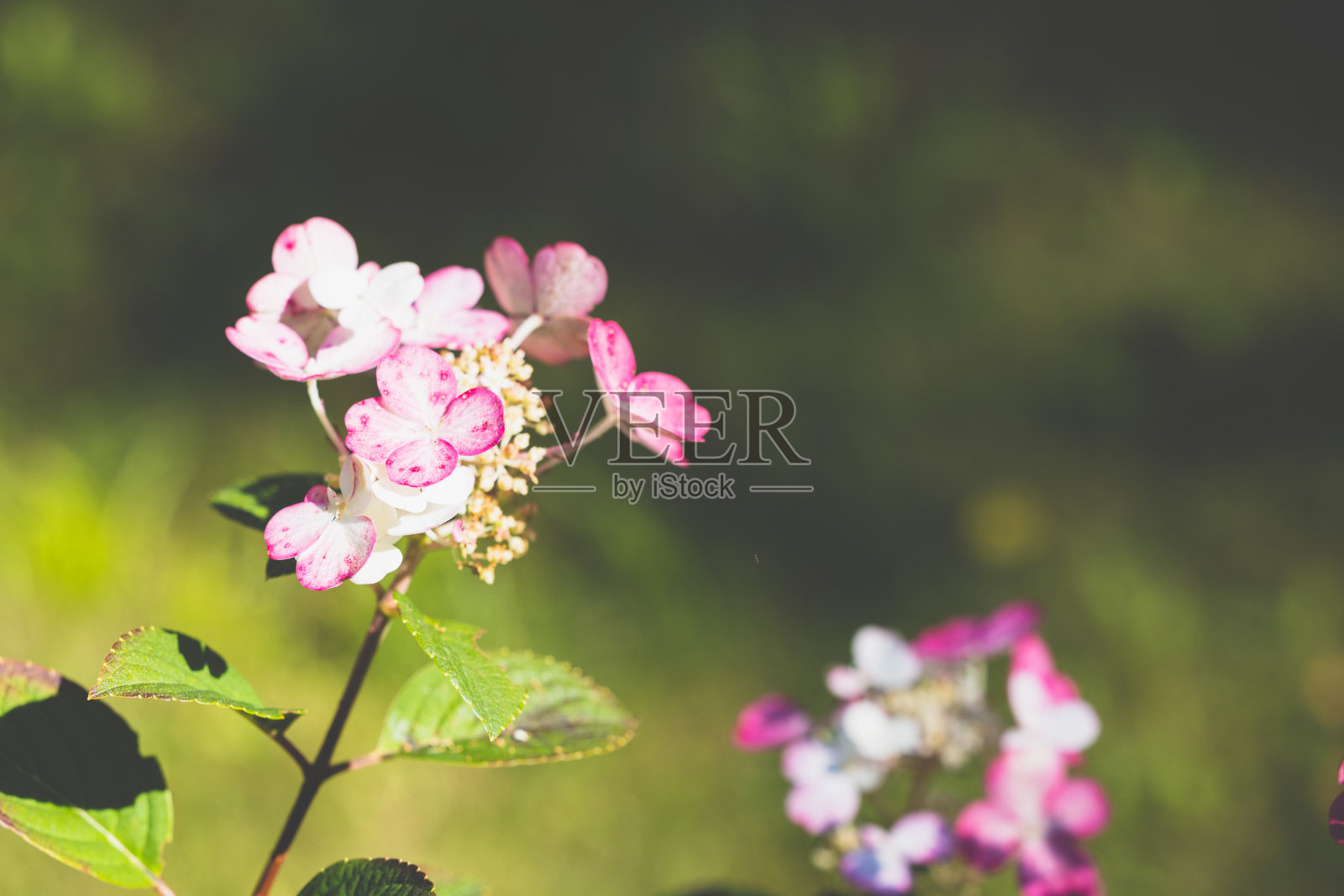 春天和季节变化照片摄影图片