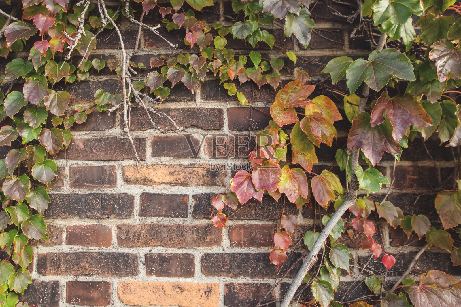 绿色的天然长春藤叶和古老的藤蔓老黄，橘红色的砖墙。照片摄影图片