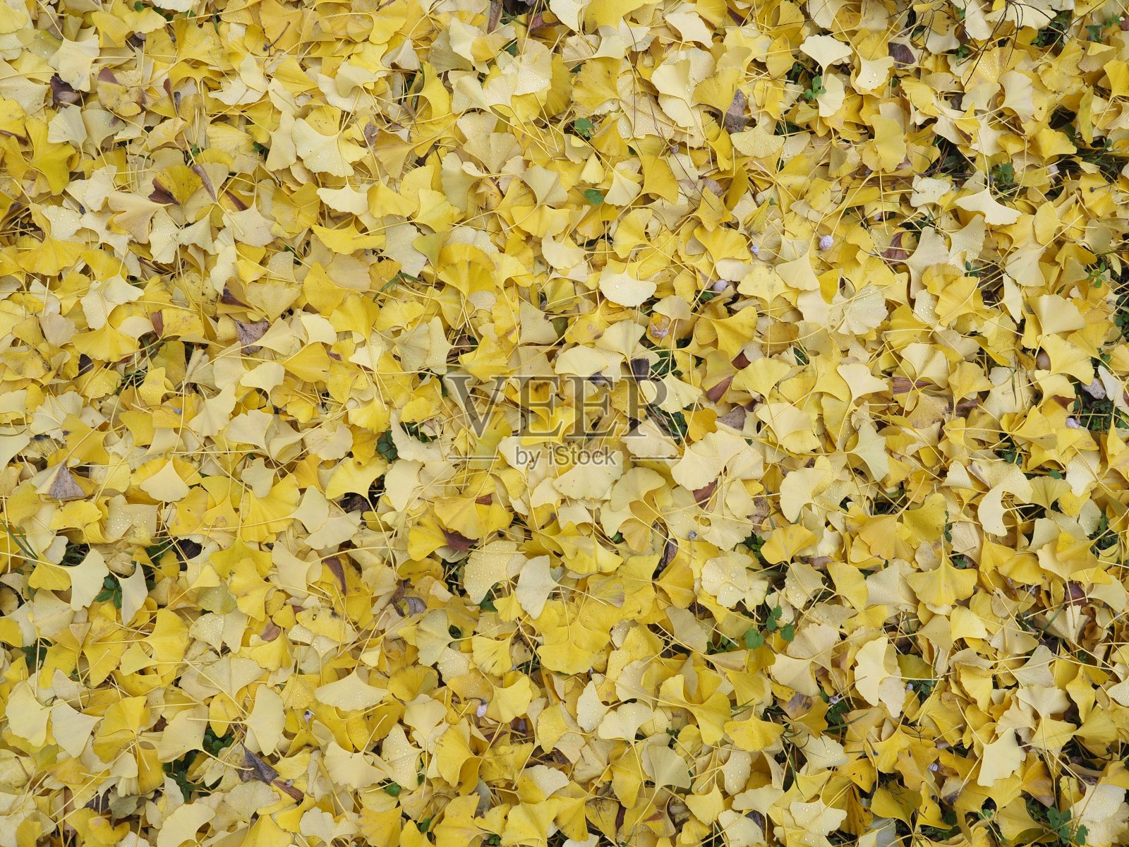 公园在秋天照片摄影图片