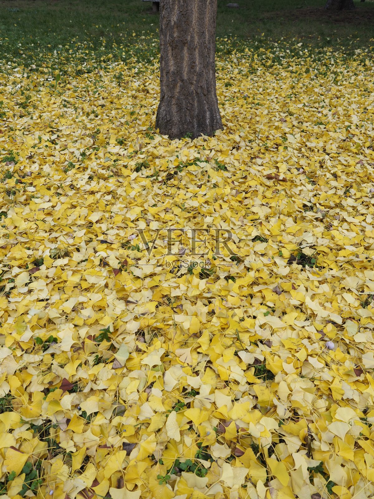 公园在秋天照片摄影图片