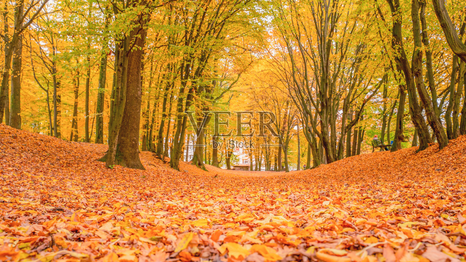秋天的公园里，一切都披上了黄叶照片摄影图片