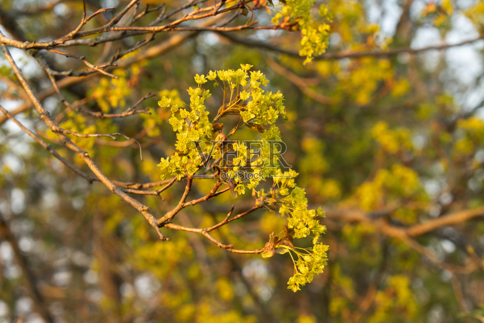 特写的小挪威枫树，槭在春天的花朵照片摄影图片