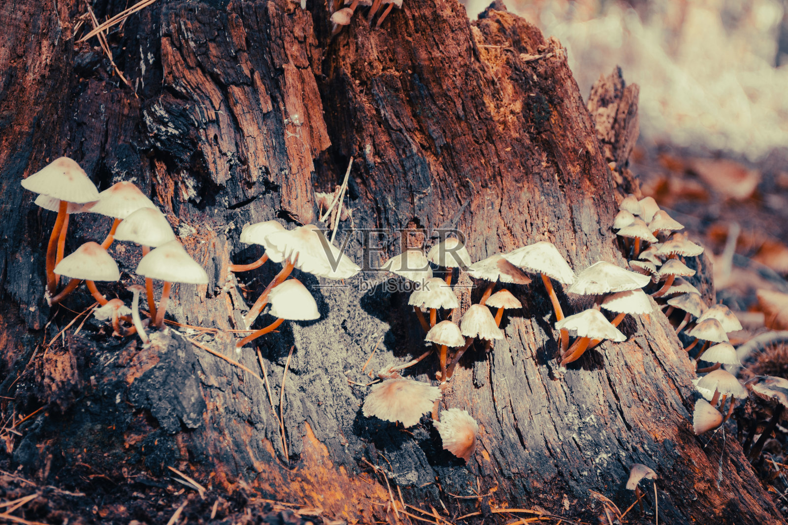 森林里的蘑菇照片摄影图片