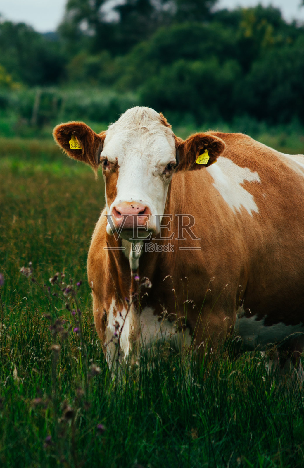 草地上的牛照片摄影图片