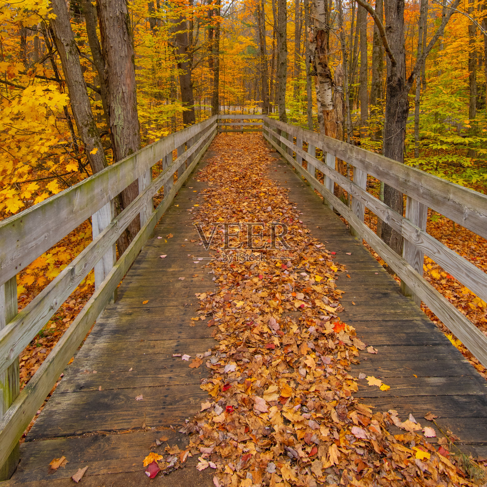 密歇根州哈特威克松树林中的木桥照片摄影图片