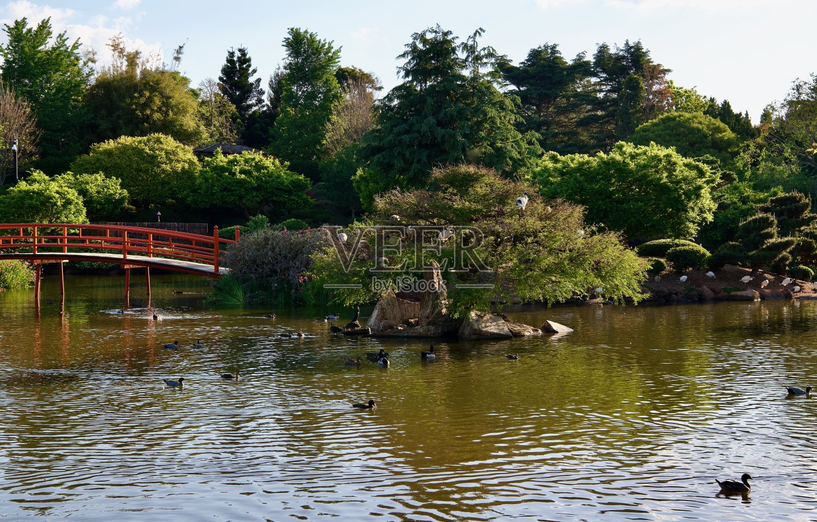 朱鹭会，日本花园，Toowoomba照片摄影图片