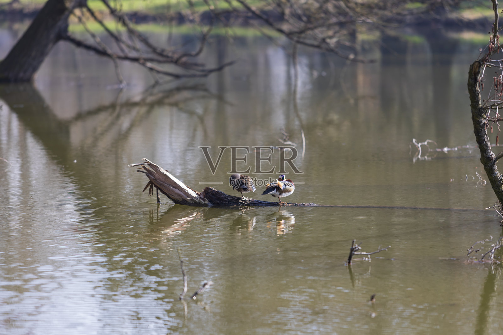 两只鸭子坐在池塘中央倒下的树干上照片摄影图片