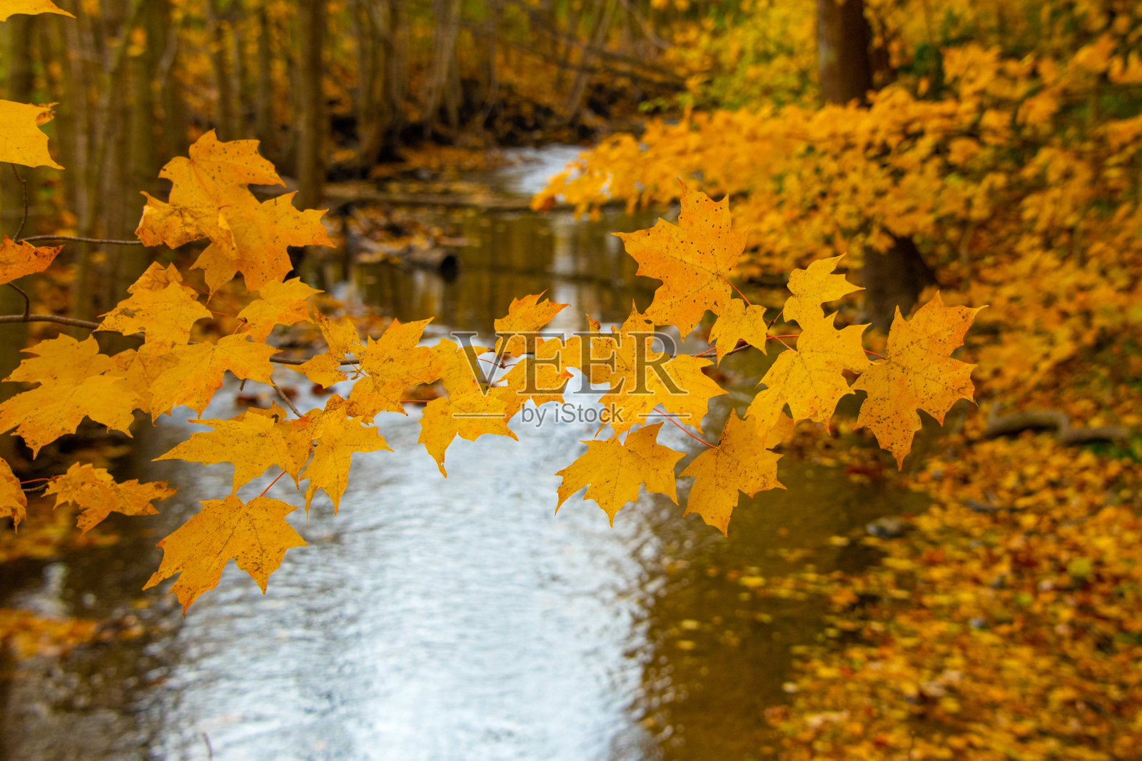 小溪流上的枫叶——印第安纳州霍华德县照片摄影图片