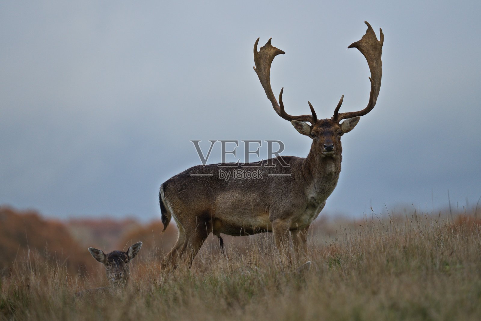 皮特沃斯的牡鹿和牝鹿照片摄影图片
