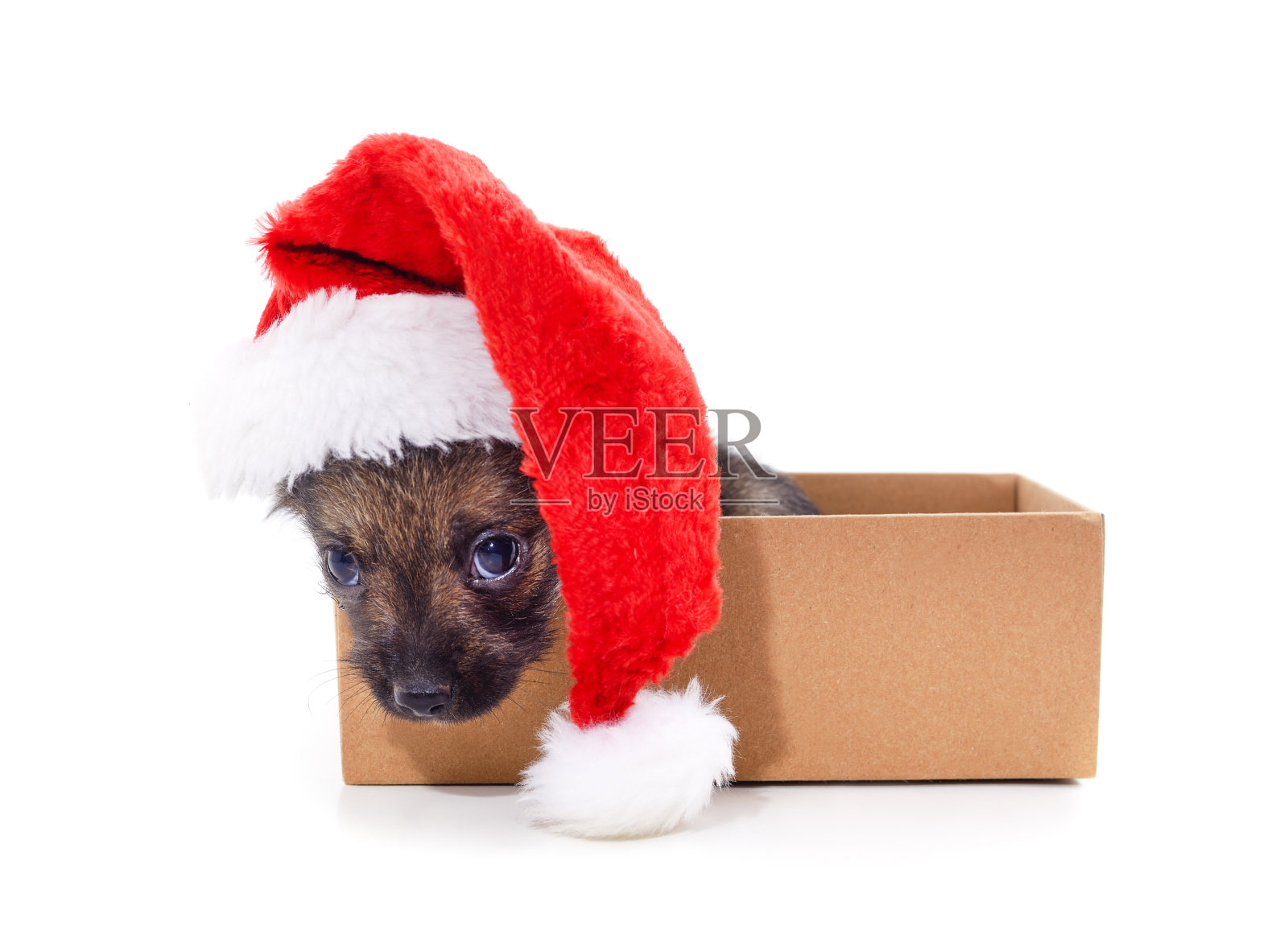 盒子里有一只戴着圣诞帽的狗。照片摄影图片