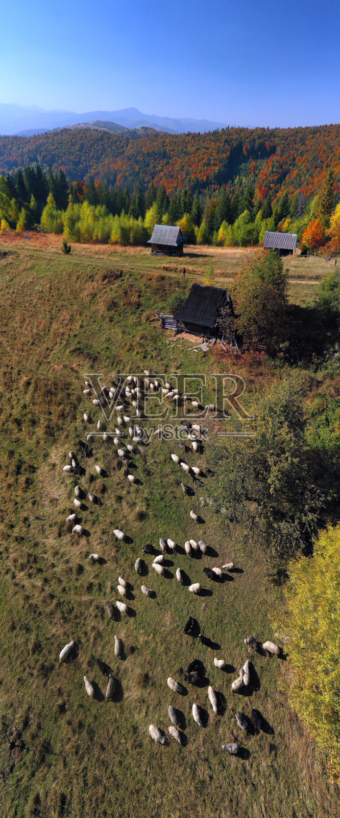秋天森林里的羊照片摄影图片