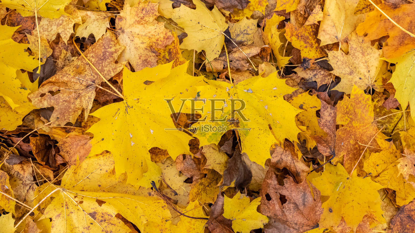 秋天的落叶照片摄影图片