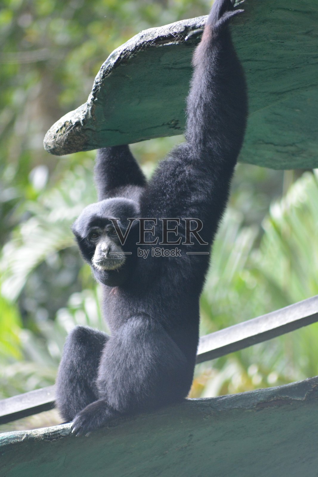 长臂猿，交响乐同步者照片摄影图片