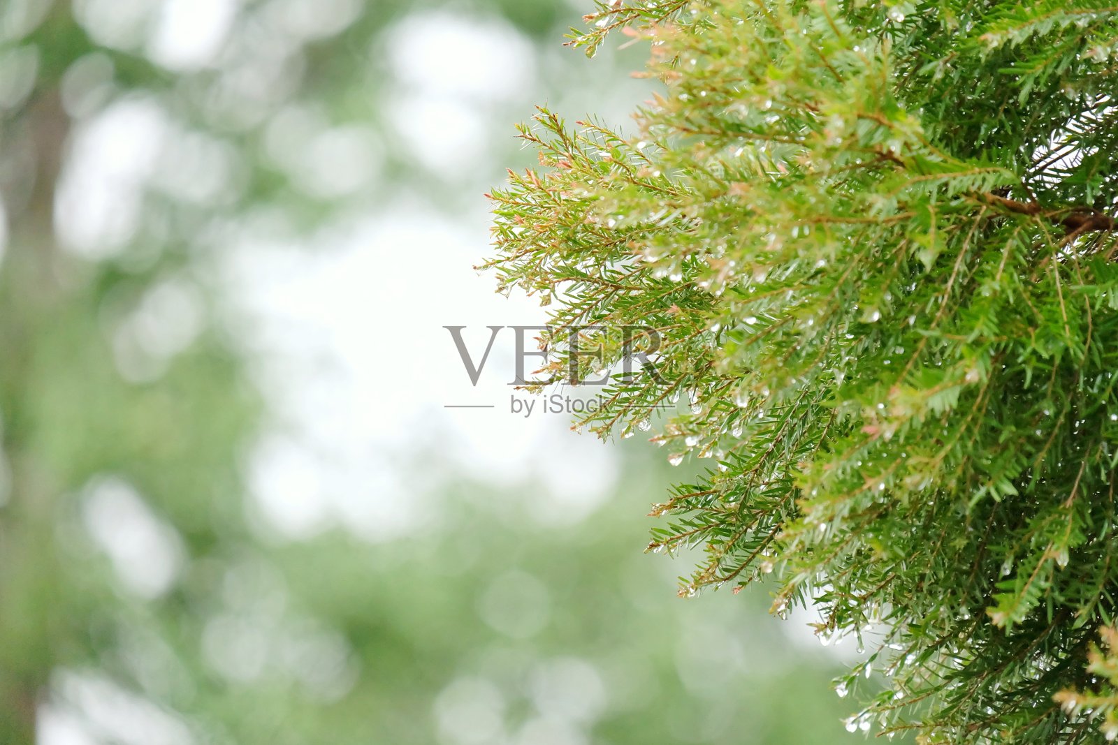 选择性聚焦热带植物的一个分支，在雨季的花园里有雨滴照片摄影图片