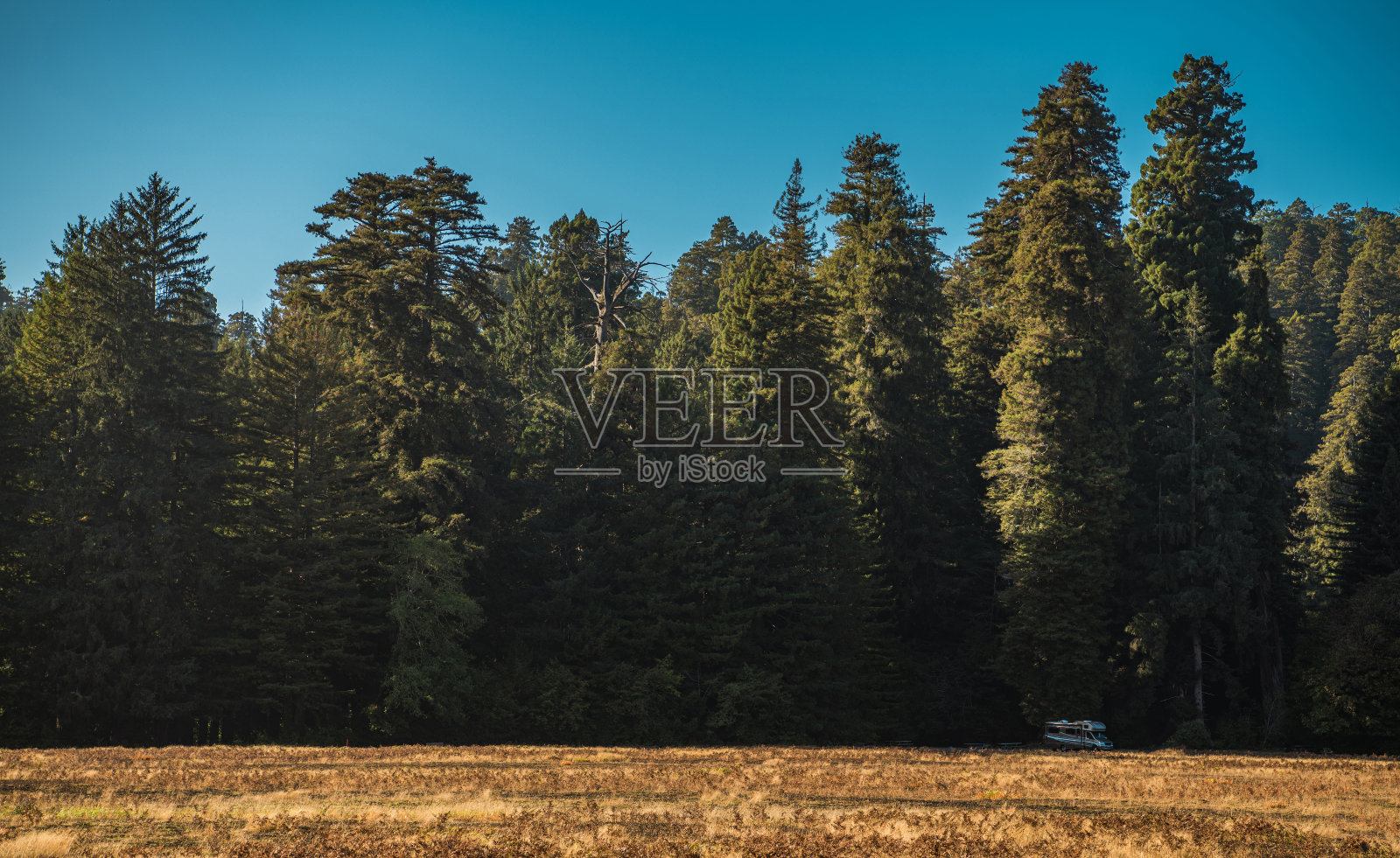 房车露营车在红木森林的一边照片摄影图片
