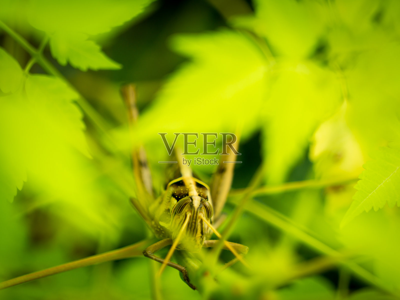 蚱蜢躲在黄叶里照片摄影图片