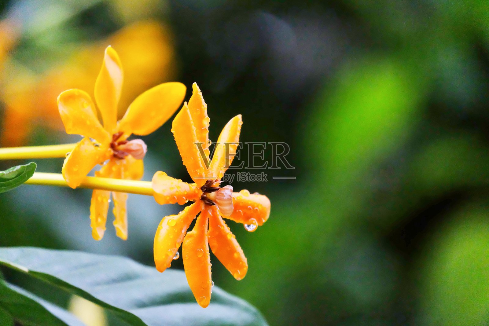 在选择性聚焦一个甜的黄色栀子花雨点开花照片摄影图片