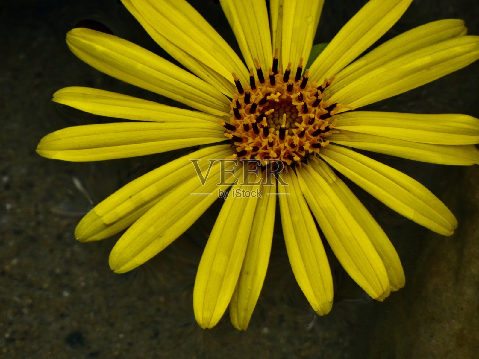 黄色的照片摄影图片