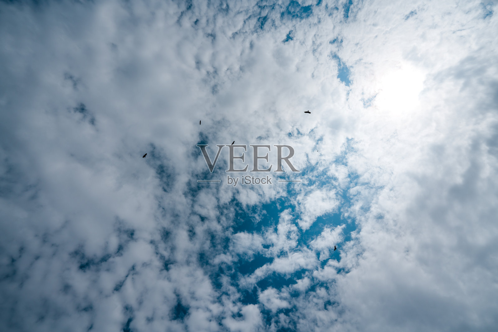 乌云密布的天空和飞翔的鹰的剪影。文本复制空间照片摄影图片