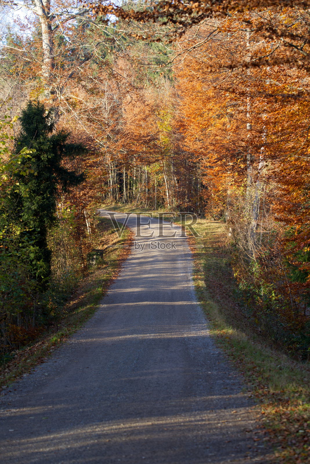 在一个阳光明媚的秋日，乡村小路和森林的景色尽收眼底。照片摄影图片