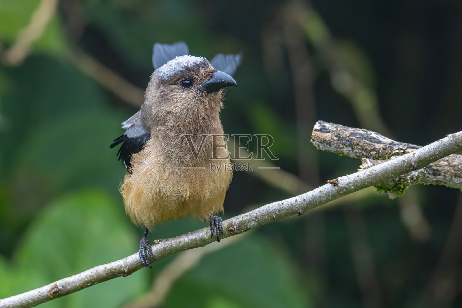 婆罗洲树鸟的巨型鸟照片摄影图片