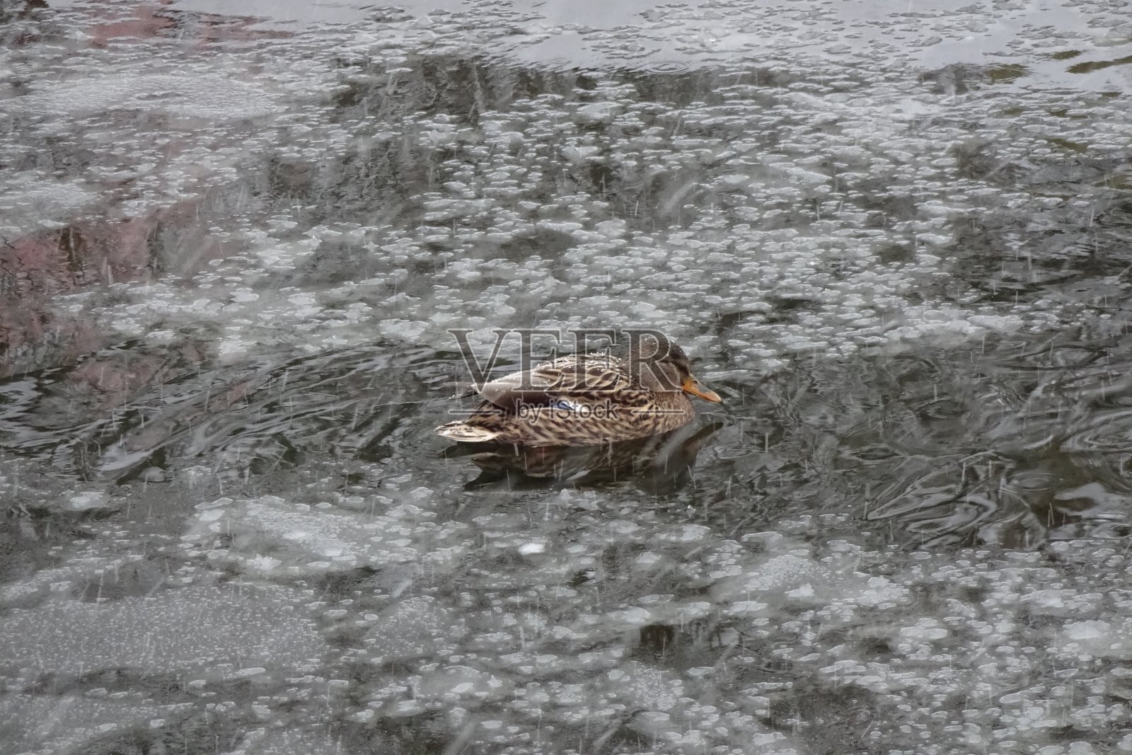 冬天，一只鸭子在池塘里游泳。天气寒冷，雪花飘落。斯奈利池塘，图姆帕克，爱沙尼亚塔林。2021年1月照片摄影图片