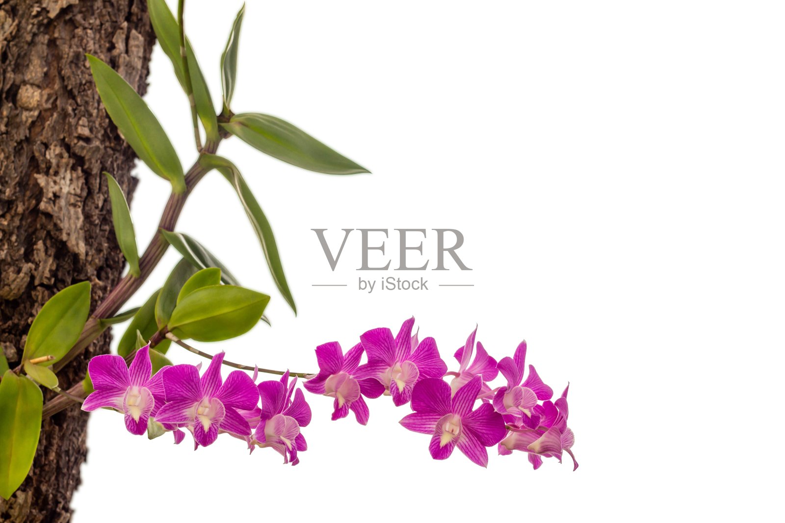 兰花在树在花园孤立在白色背景与修剪路径。照片摄影图片