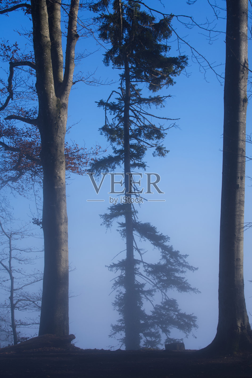 一个阳光明媚的下午，美丽的秋树在当地的Uetliberg山。照片摄影图片