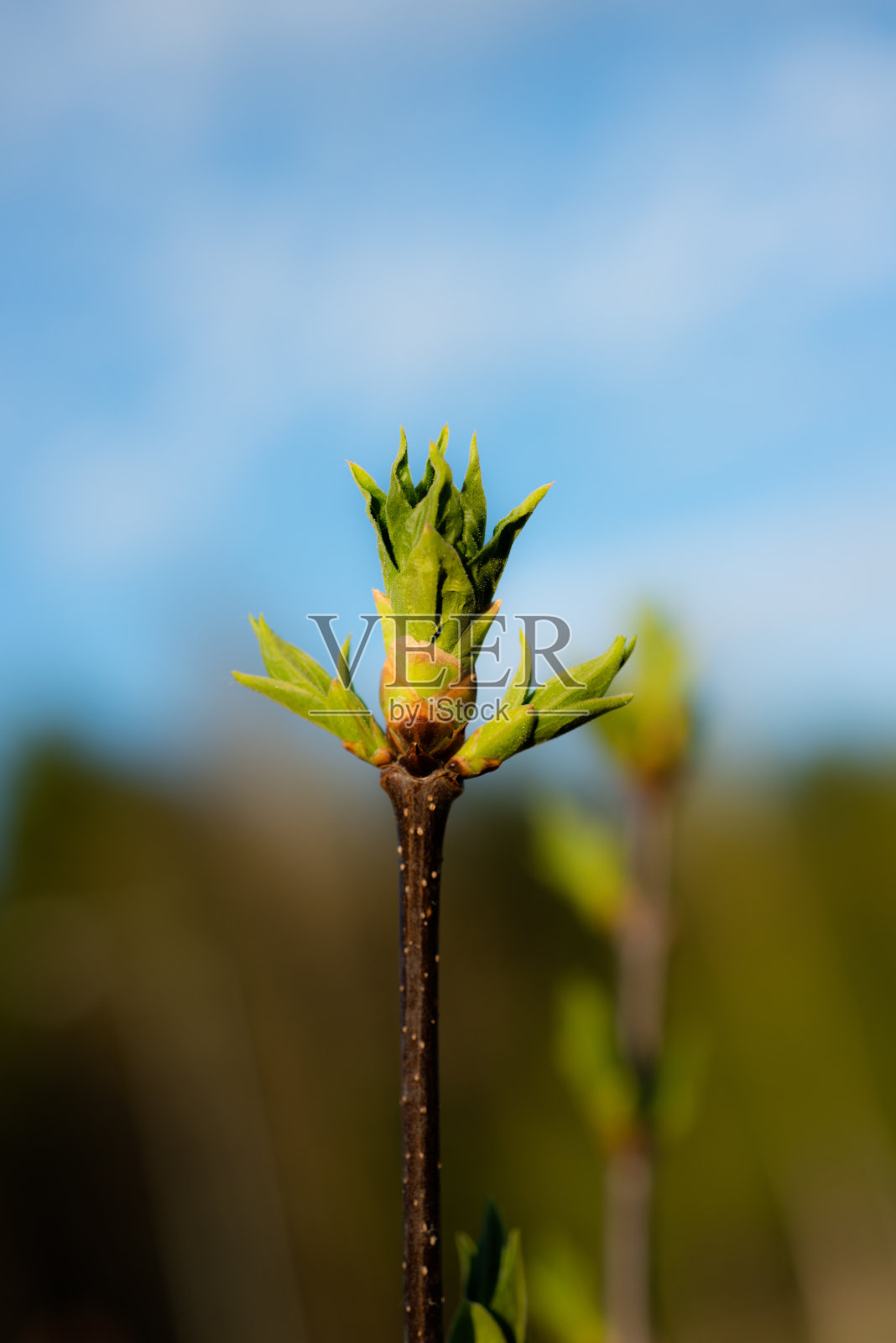 年轻的春天嫩绿的蓓蕾在树枝上。春季的季节性宏观特写照片摄影图片