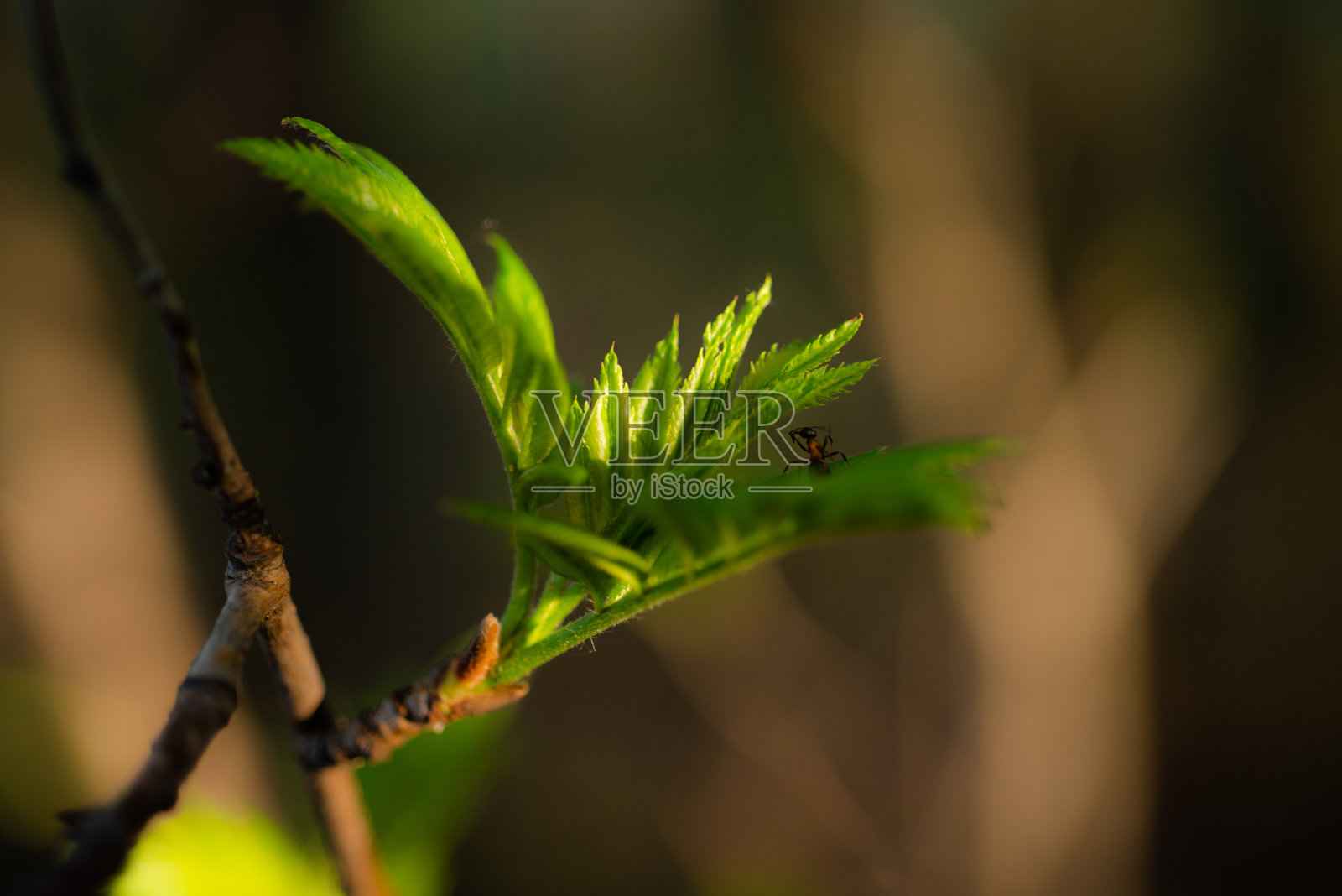 年轻的春天嫩绿的蓓蕾在树枝上。春季的季节性宏观特写照片摄影图片