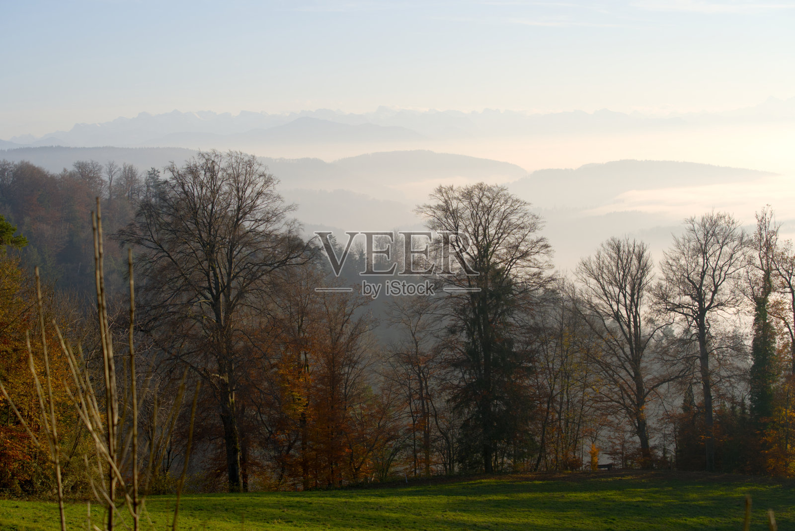 美丽的秋天森林与瑞士阿尔卑斯山的背景在当地的Uetliberg山在一个阳光明媚的下午。照片摄影图片