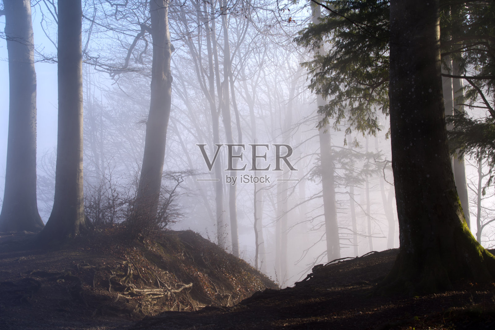 一个阳光明媚的下午，Uetliberg山上美丽的秋树。照片摄影图片