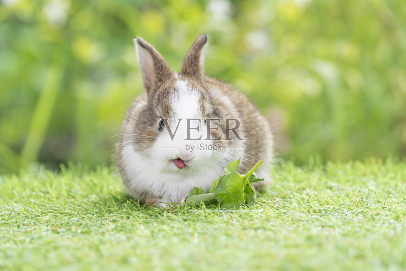 复活节兔子动物概念。可爱的小兔子白褐色的吃蔬菜，坐在绿色的草地上，在bokeh的自然背景。照片摄影图片