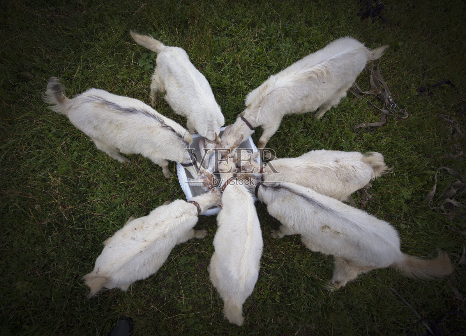 科兹洛夫卡村的山羊照片摄影图片