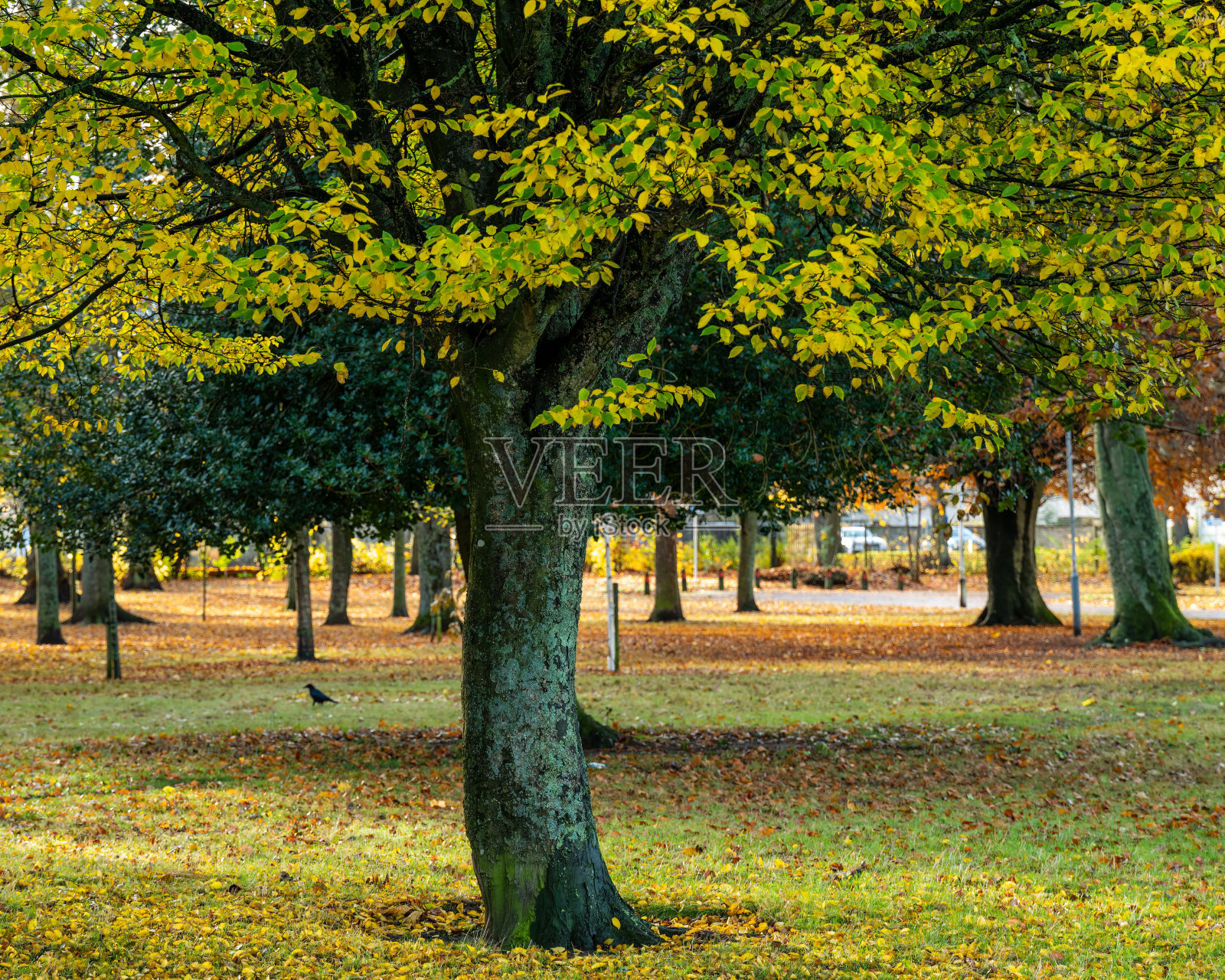 秋天的库珀公园。库珀公园，埃尔金，马里，苏格兰。照片摄影图片