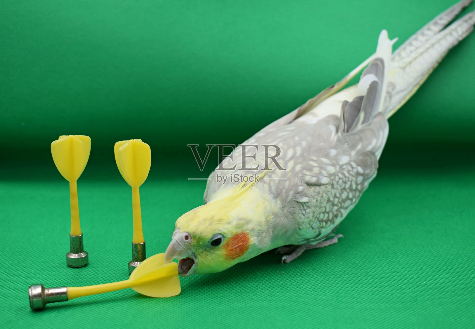 宠物鹦鹉摆姿势拍照照片摄影图片