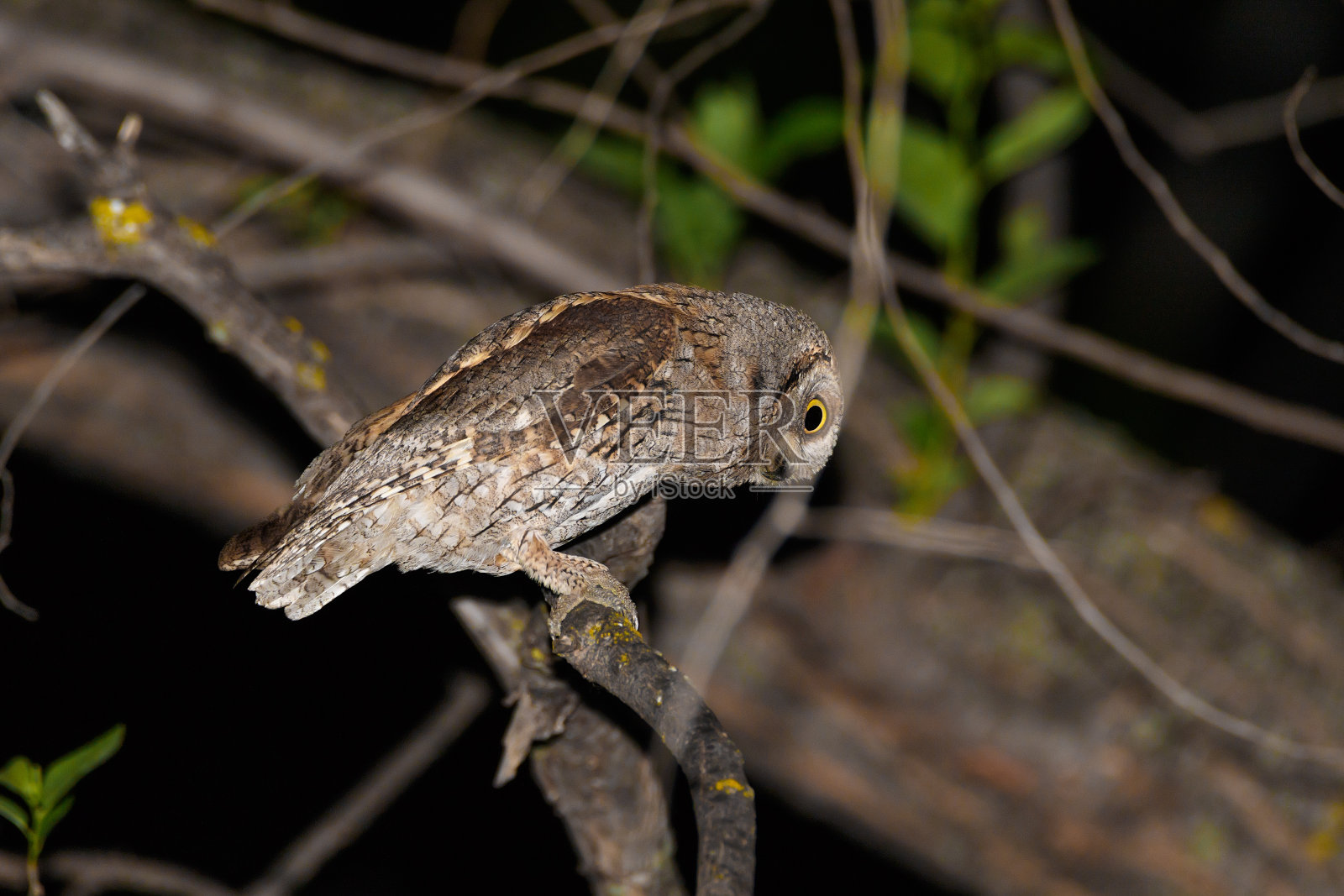 欧亚角枭照片摄影图片