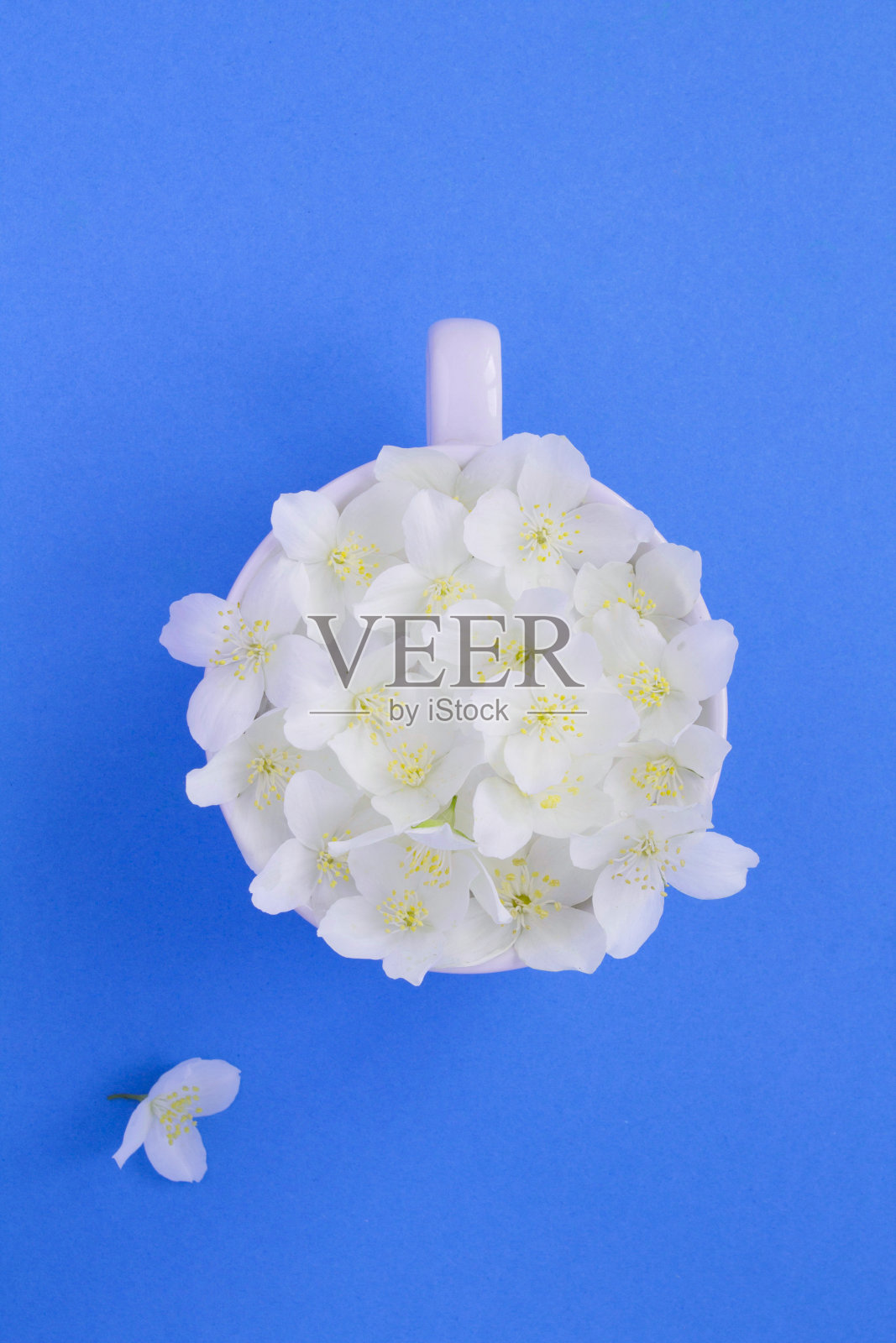 蓝色背景上白色杯子上的茉莉花。前视图。特写镜头。照片摄影图片