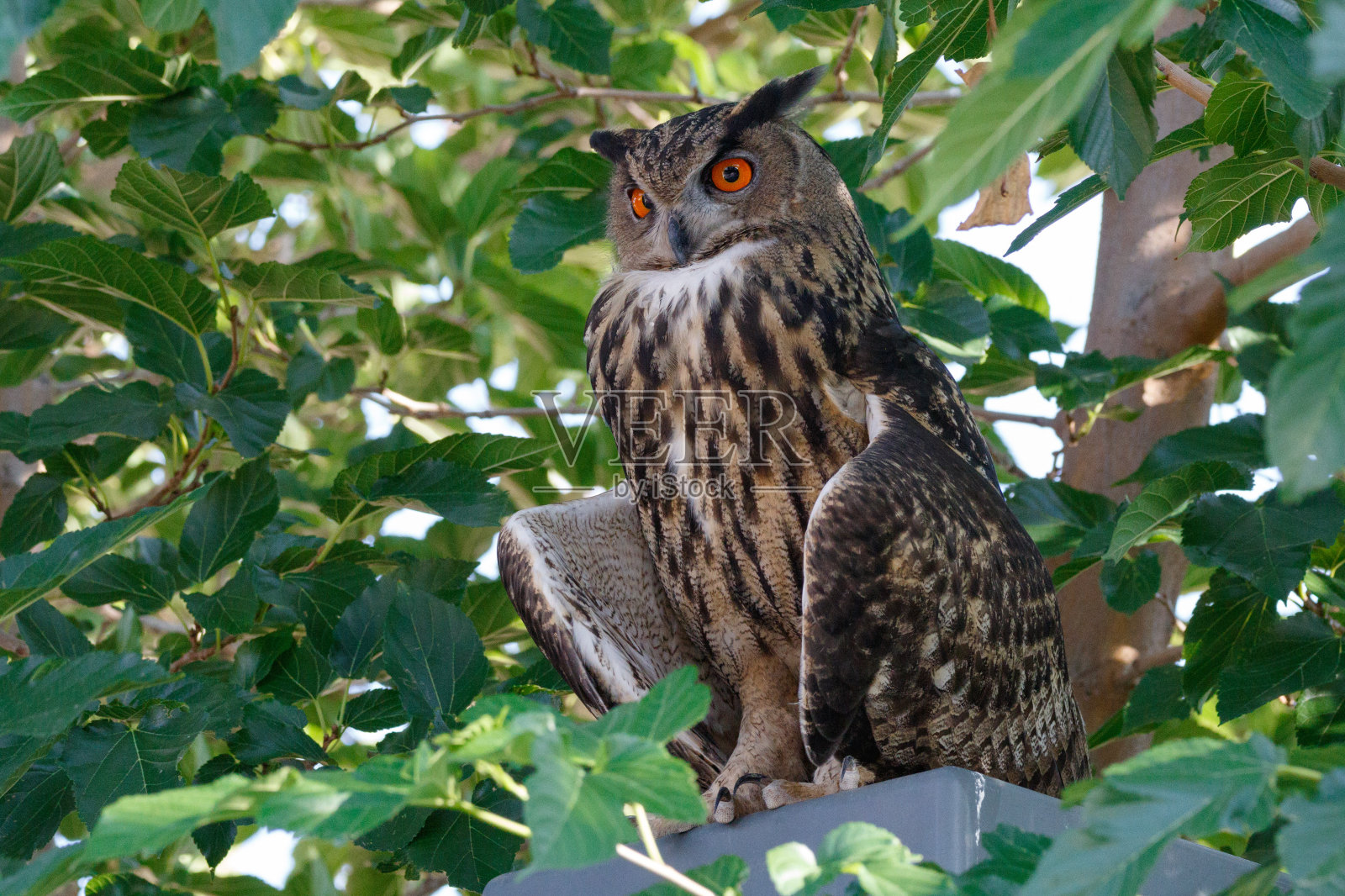 欧亚大雕照片摄影图片