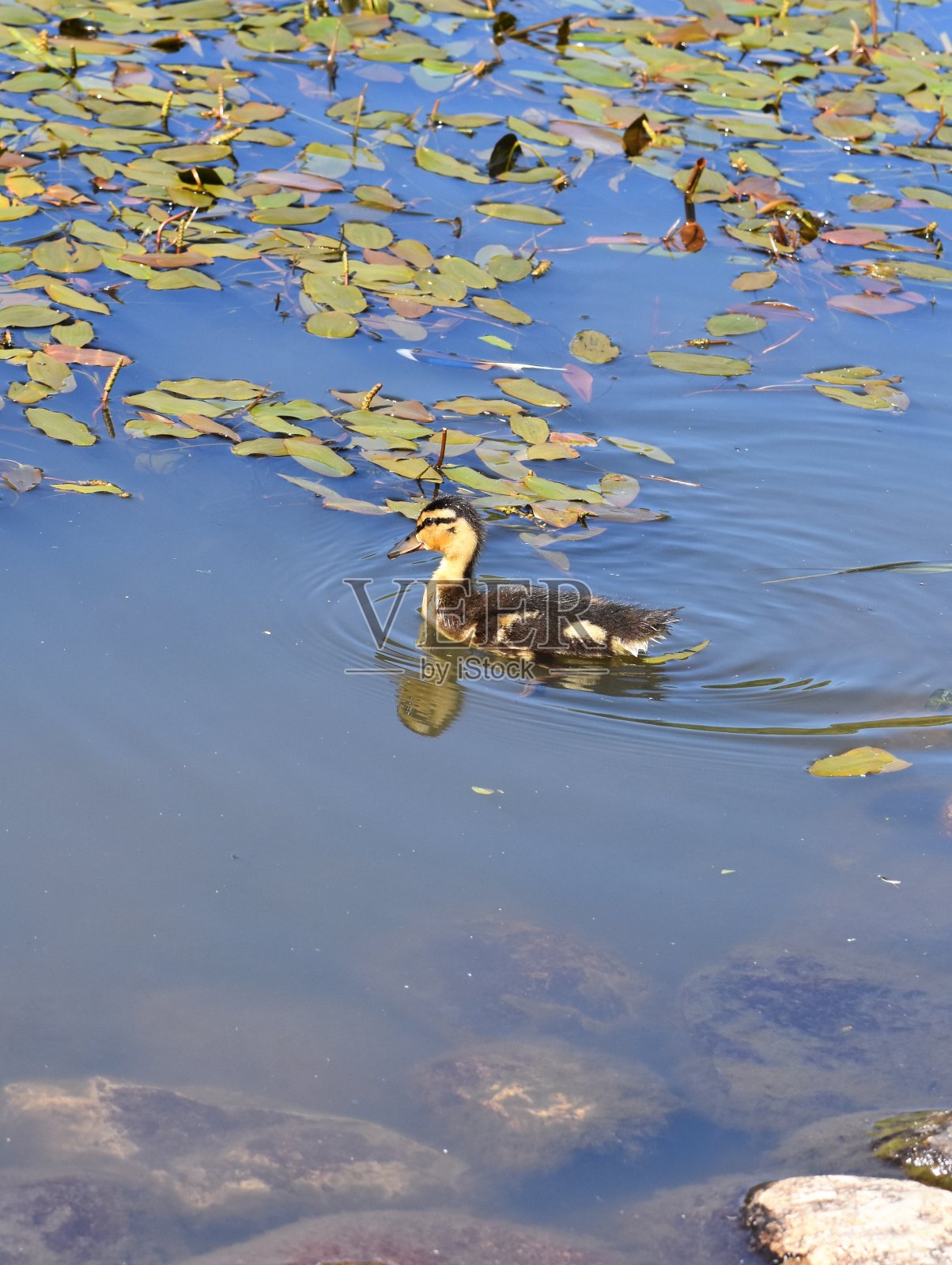 野鸭照片摄影图片